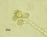 Myriotrichia repens3